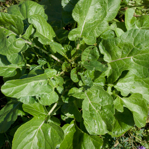 Ethiopian Kale